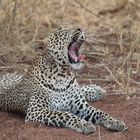 TSAVO WEST Leopard