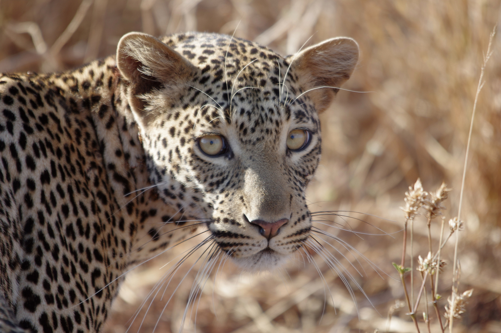 TSAVO WEST Leopard