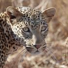 TSAVO WEST Leopard