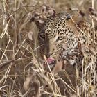 TSAVO WEST Leopard