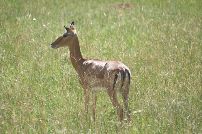 Tsavo West_Gazelle