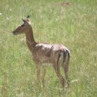 Tsavo West_Gazelle