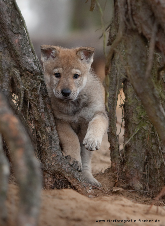 Tsch. Wolfshundwelpe