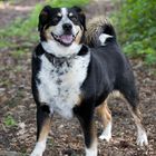 Tschango voller Vorfreude auf den Spaziergang:-)