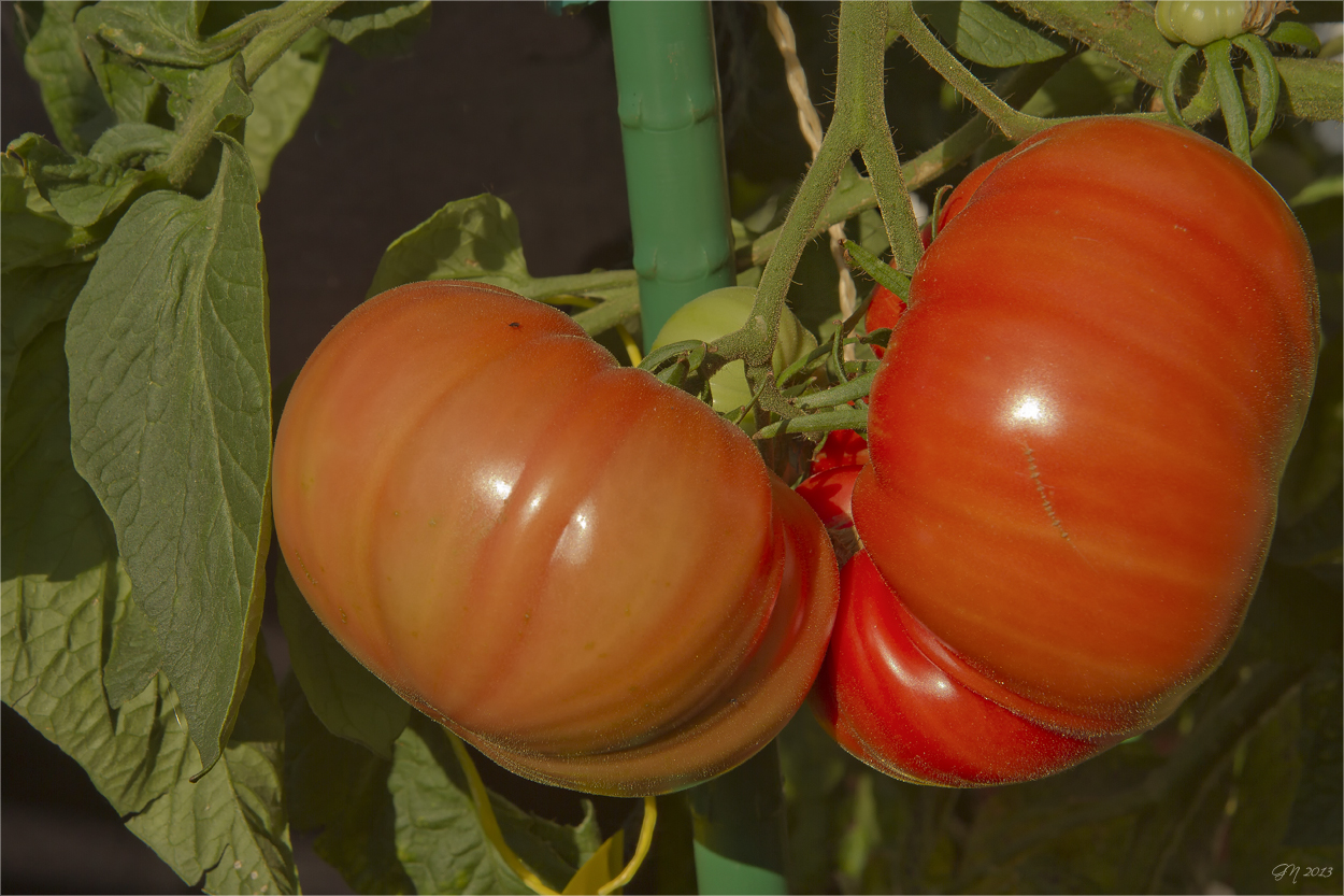 Tschechenische Tomaten