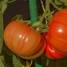 Tschechenische Tomaten