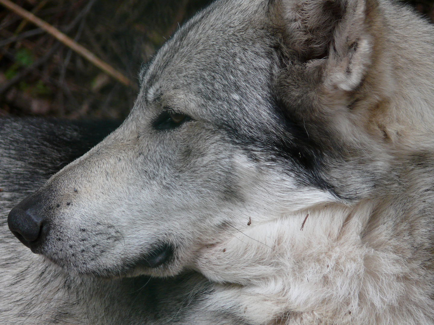 Tschecheslowakischer Wolfshund