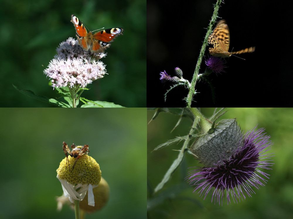 Tschechien 09 - Insekten-Makro-Collage