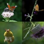 Tschechien 09 - Insekten-Makro-Collage