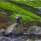 Tschechische Wasseramsel