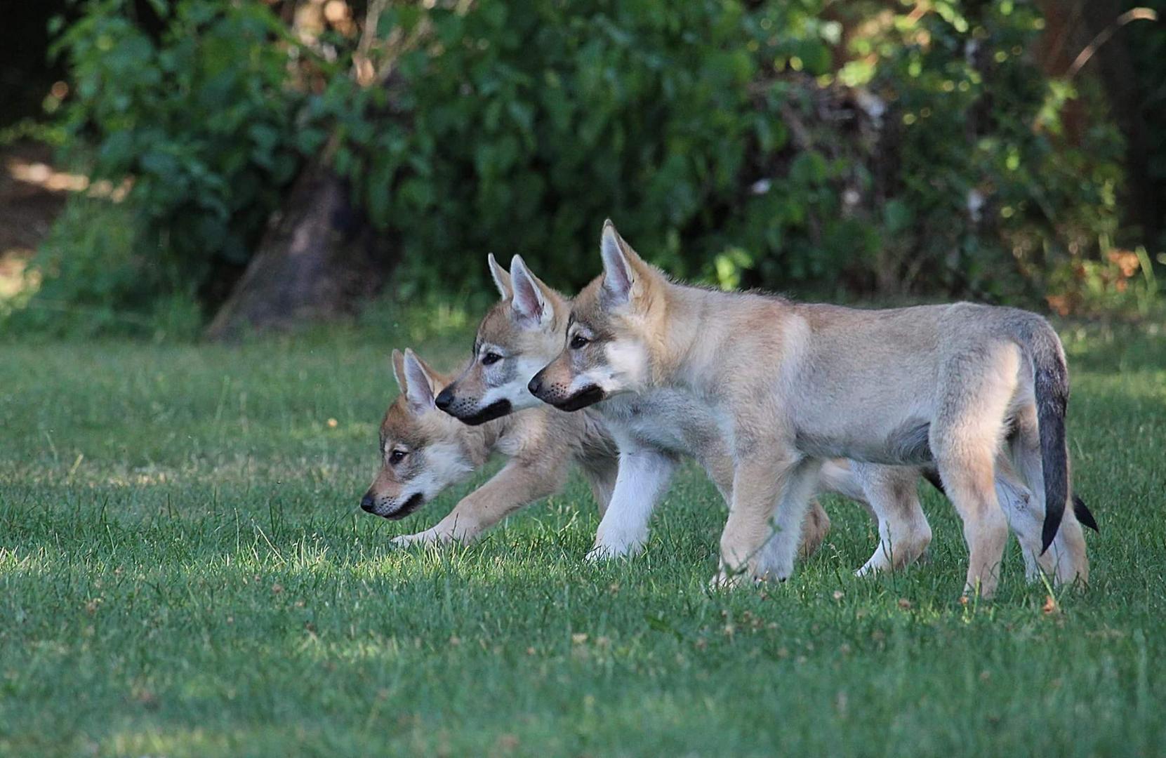 Tschechische Wolfshunde