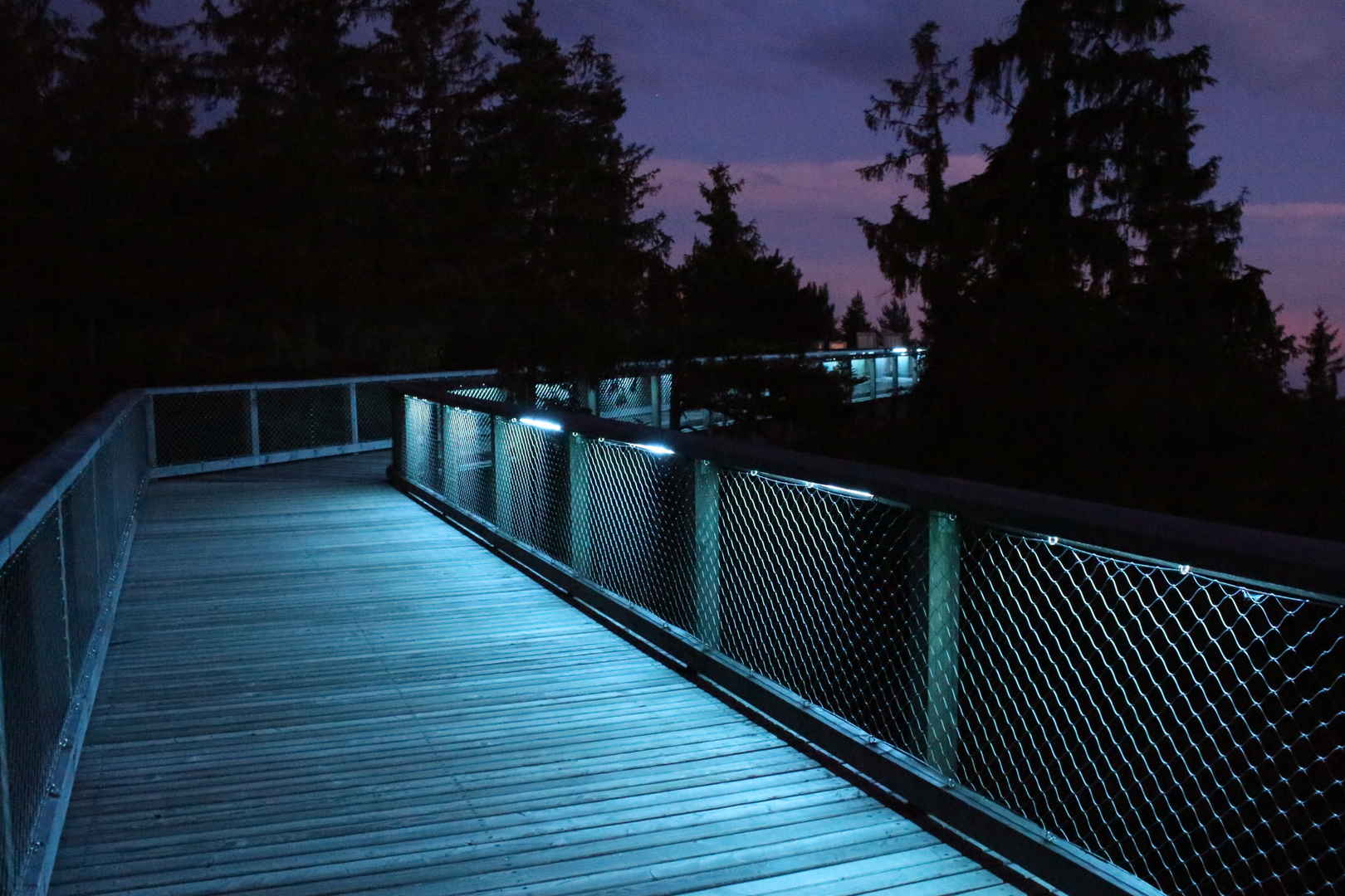 Tschechischer Wald in Licht getaucht