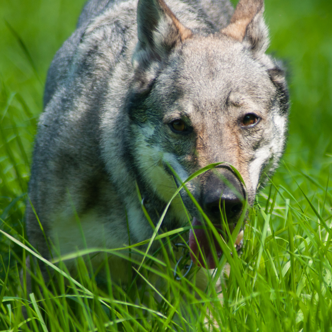 Tschechischer Wolfhund