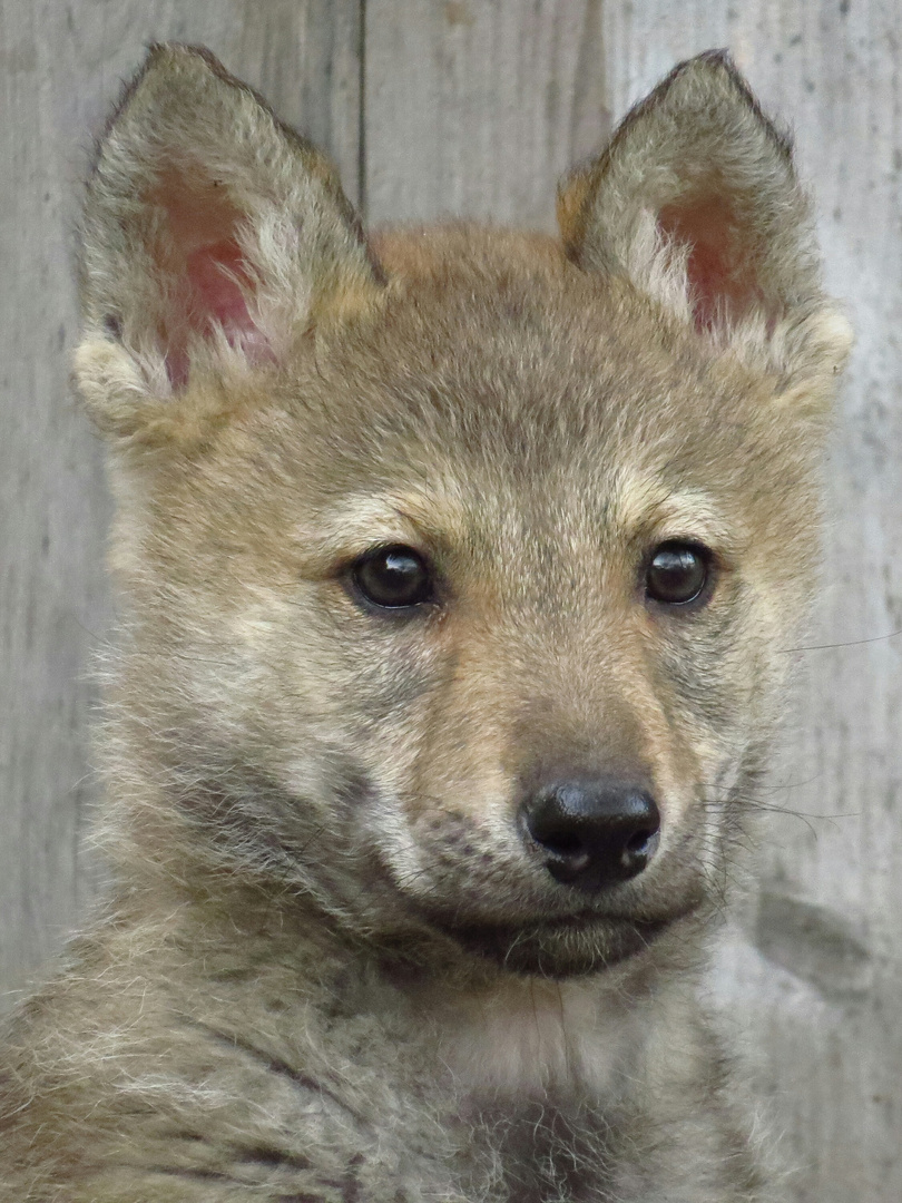 Tschechischslowakischer Wolfshund