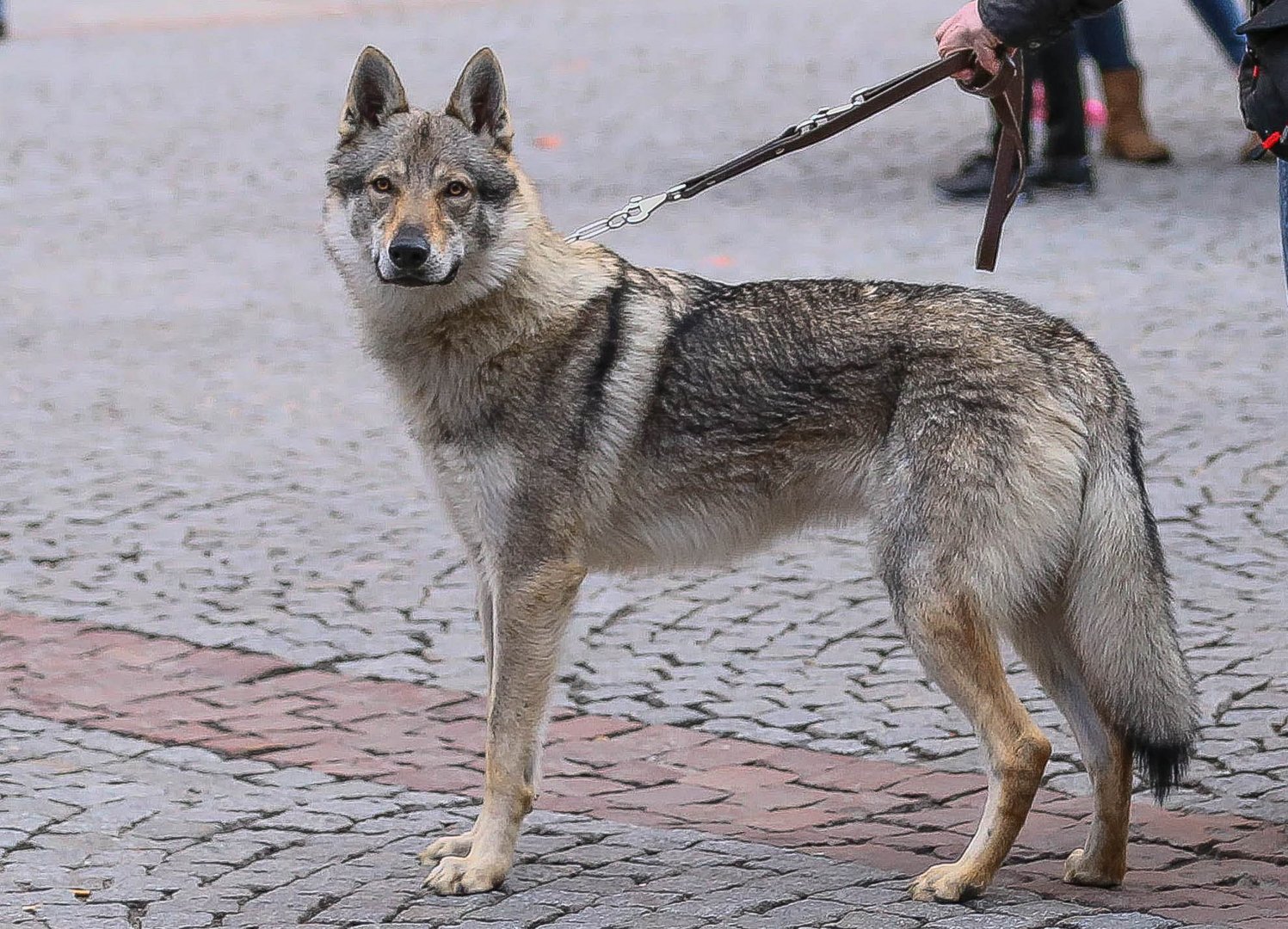 Tschechoslowakische Wolfshunde_2