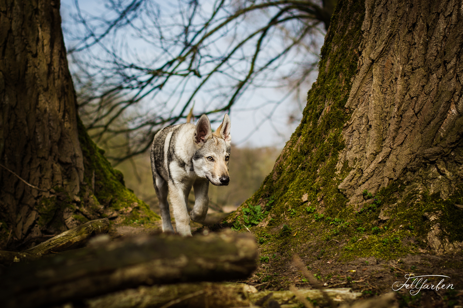 Tschechoslowakischer Wolfhund