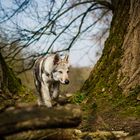 Tschechoslowakischer Wolfhund