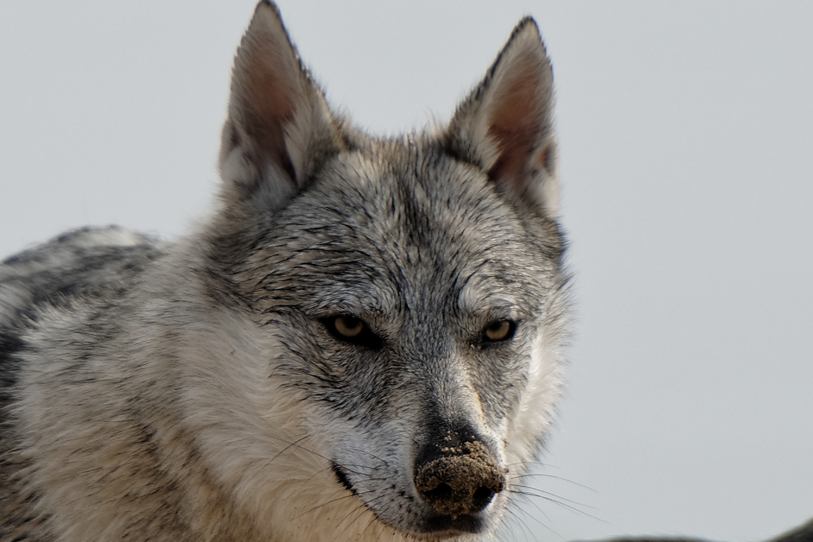 Tschechoslowakischer Wolfhund 2