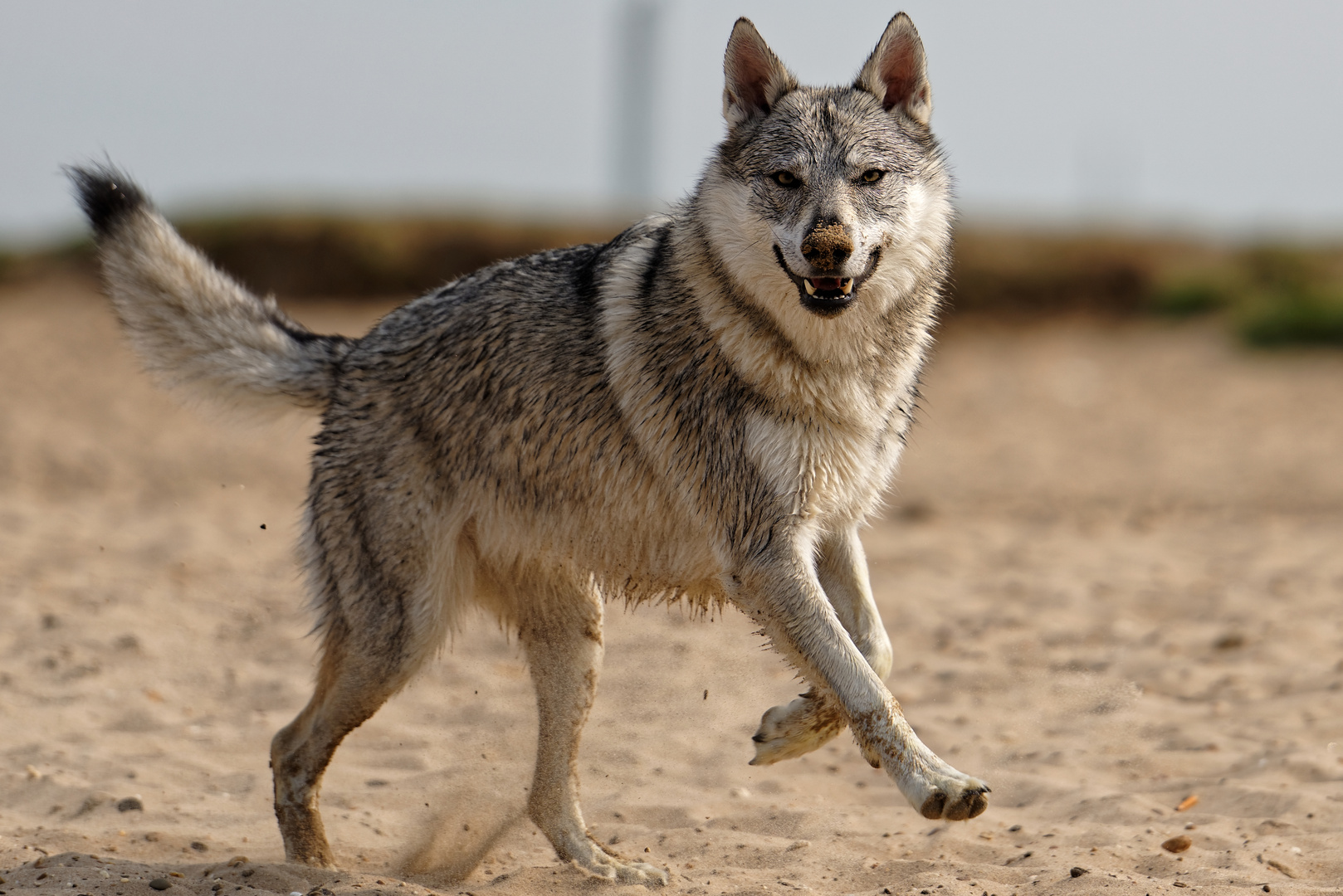 Tschechoslowakischer Wolfhund