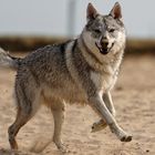 Tschechoslowakischer Wolfhund