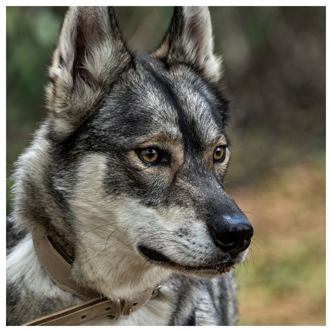 Tschechoslowakischer Wolfhund