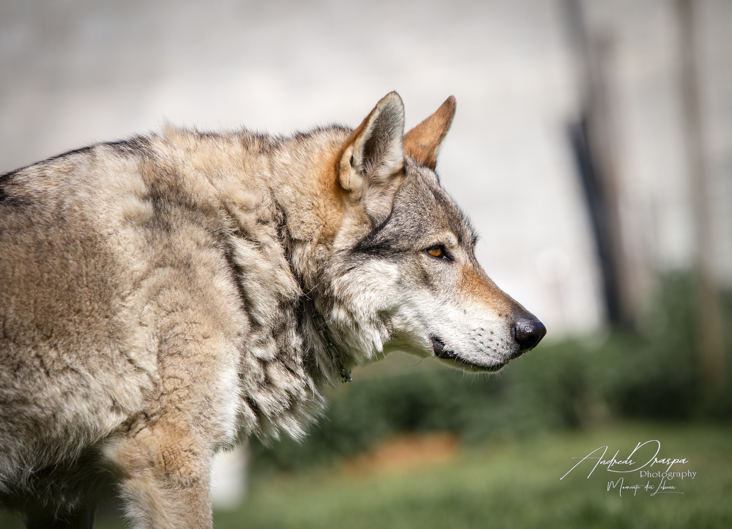 Tschechoslowakischer Wolfshund Foto Bild Natur Tiere Haustiere Bilder Auf Fotocommunity