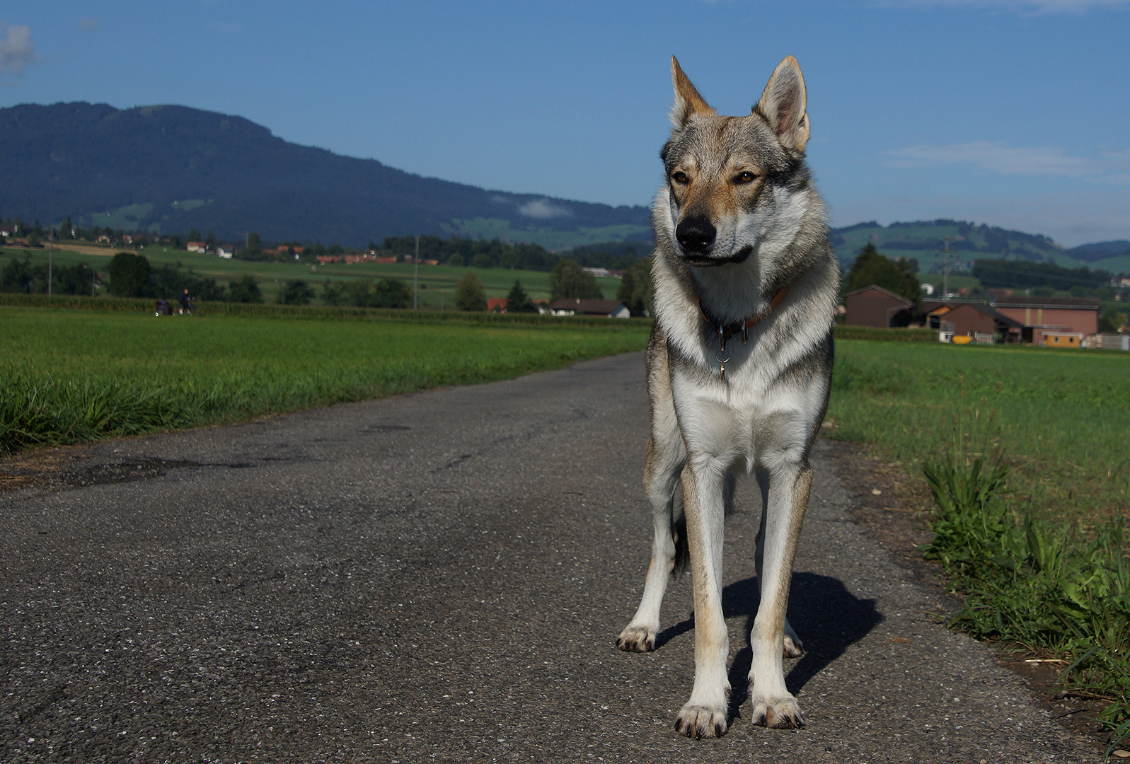 Tschechoslowakischer Wolfshund .