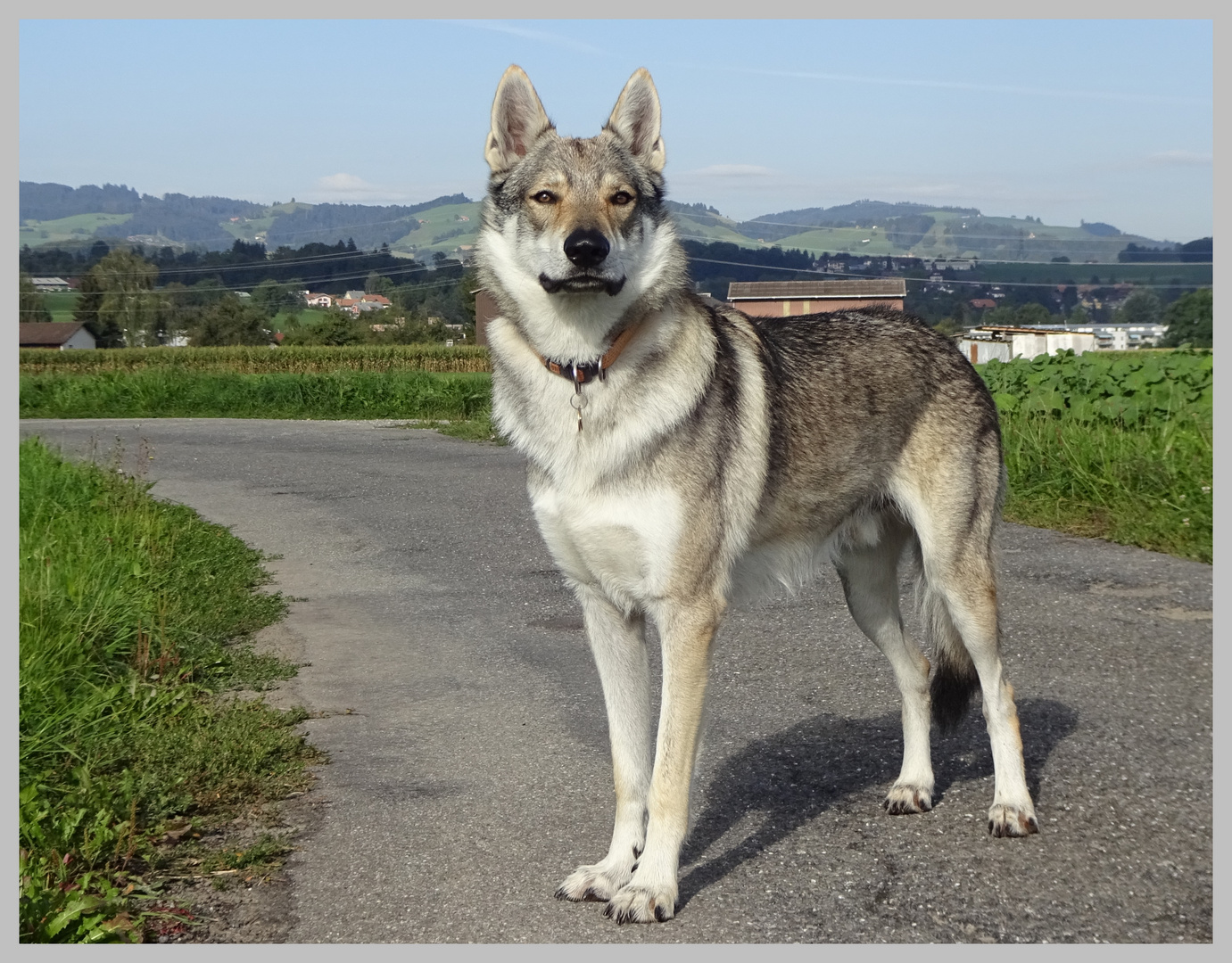 Tschechoslowakischer Wolfshund . Foto & Bild tiere, haustiere, hunde