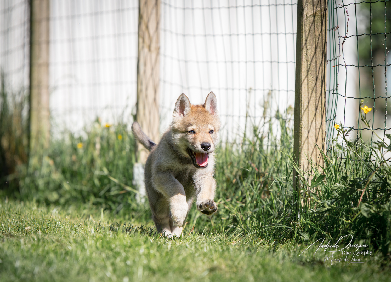 Tschechoslowakischer Wolfshund Welpe