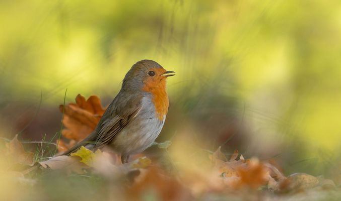 Tschick, tschick, tschick...