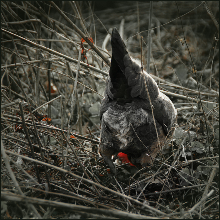 Tschöööökes... !! Foto & Bild tiere, haustiere, nutztiere Bilder auf