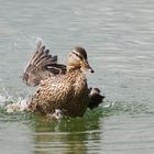 Tschü-üss, ich geh jetzt baden!