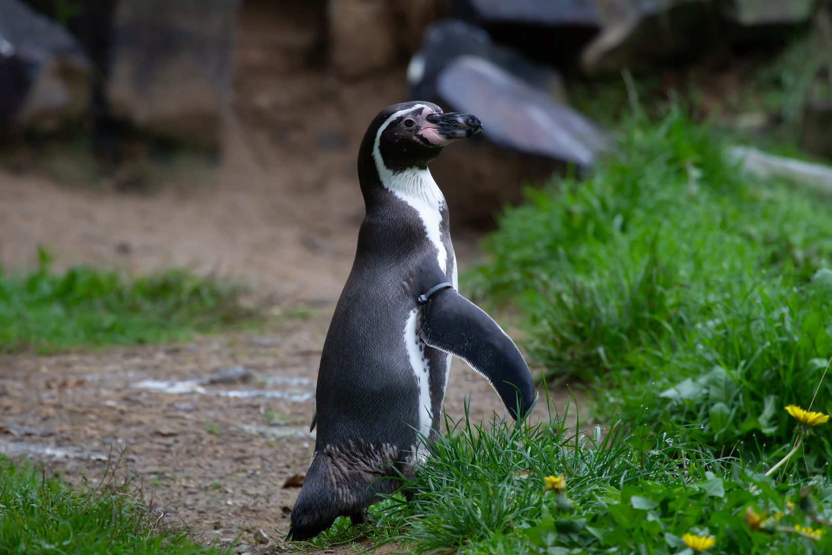 Tschüss Foto & Bild tiere, zoo, wildpark & falknerei, vögel Bilder