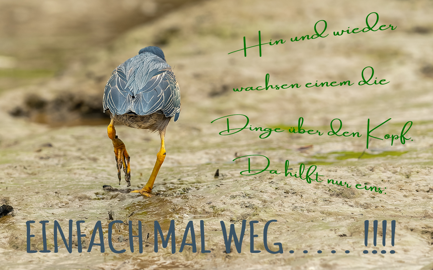 Tschüß bis bald_°° Foto & Bild world, natur, tiere Bilder auf
