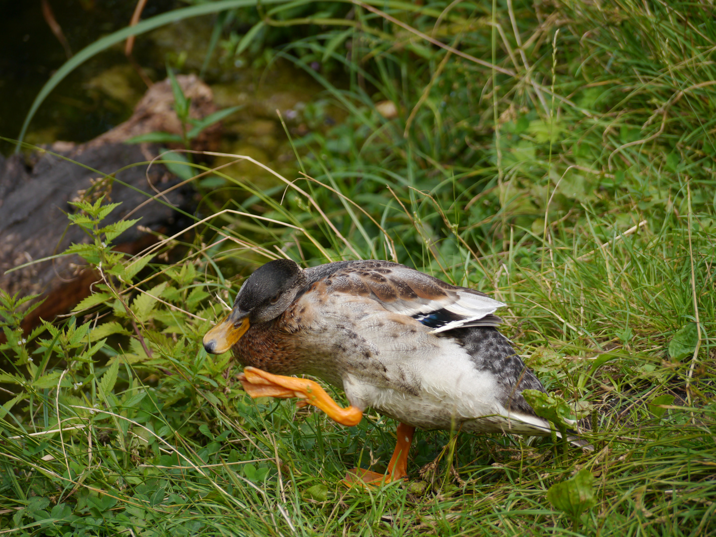 Tschüss bis zum nächsten Frühjahr Foto & Bild tiere, wildlife, wild