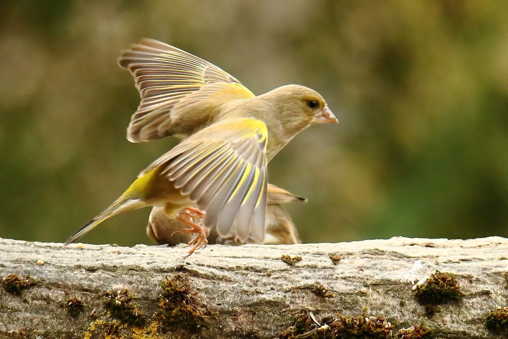 Tschüss!! Foto & Bild tiere, wildlife, natur Bilder auf