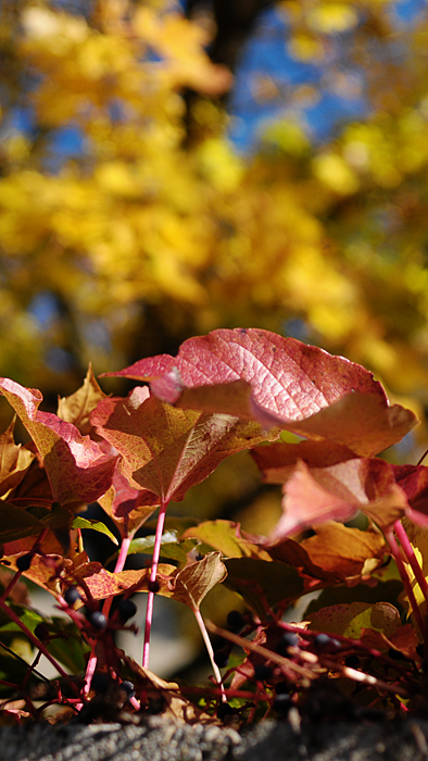 tschüss herbst....