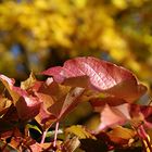 tschüss herbst....