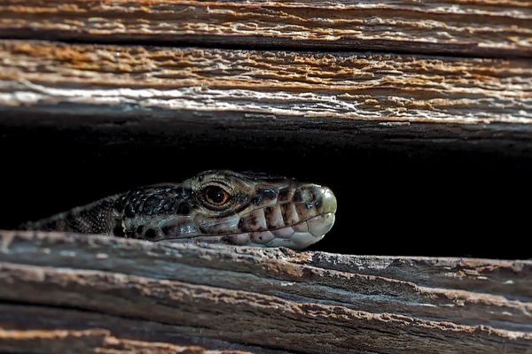 Tschüss, jetzt geh ich in den Winterschlaf! - Un dernier regard avant le sommeil de l'hiver...