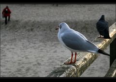 tschüß - kiek mol wedder in