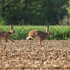 Tschüss, Osterhasen...