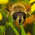 Tschüss, sagt mir die Schwebfliege ...