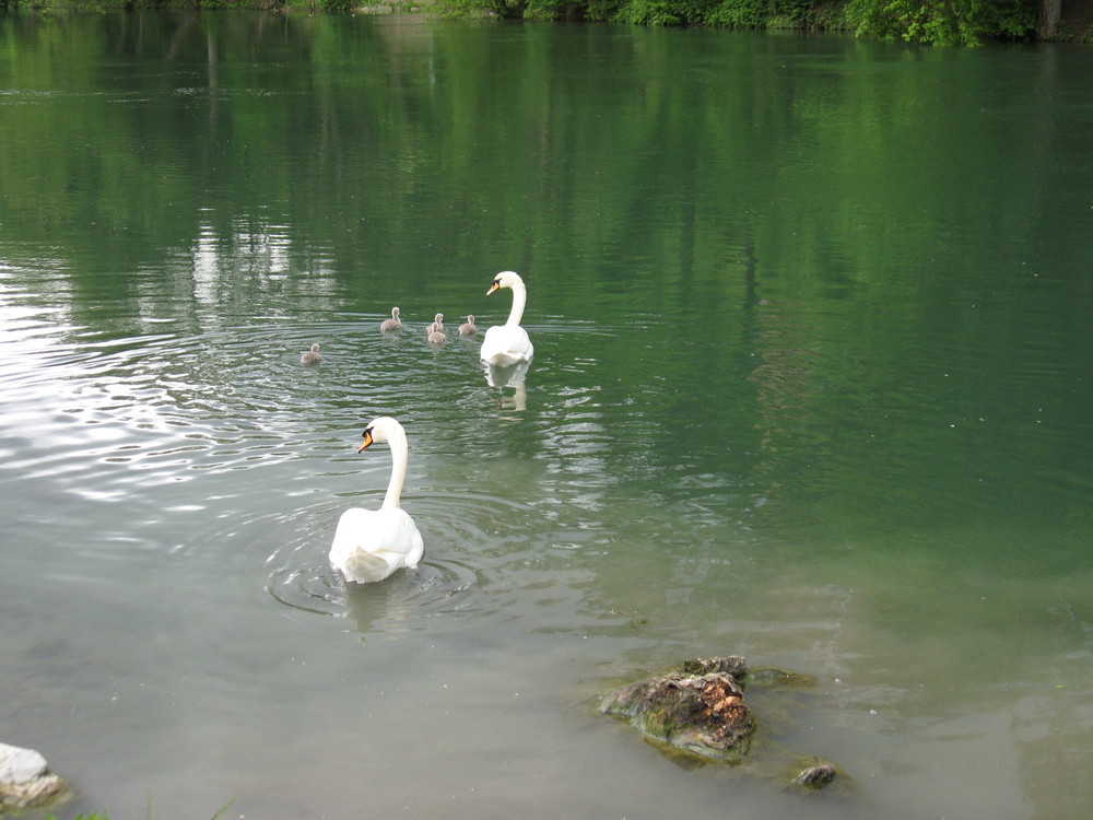 TSCHÜSS SCHWANENFAMILIE