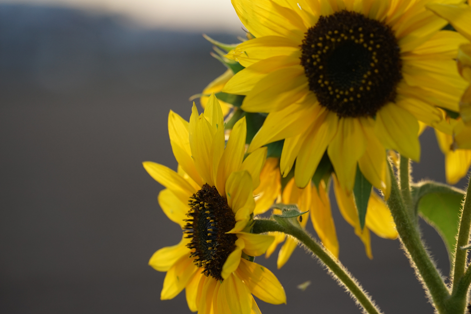 Tschüss Sommer