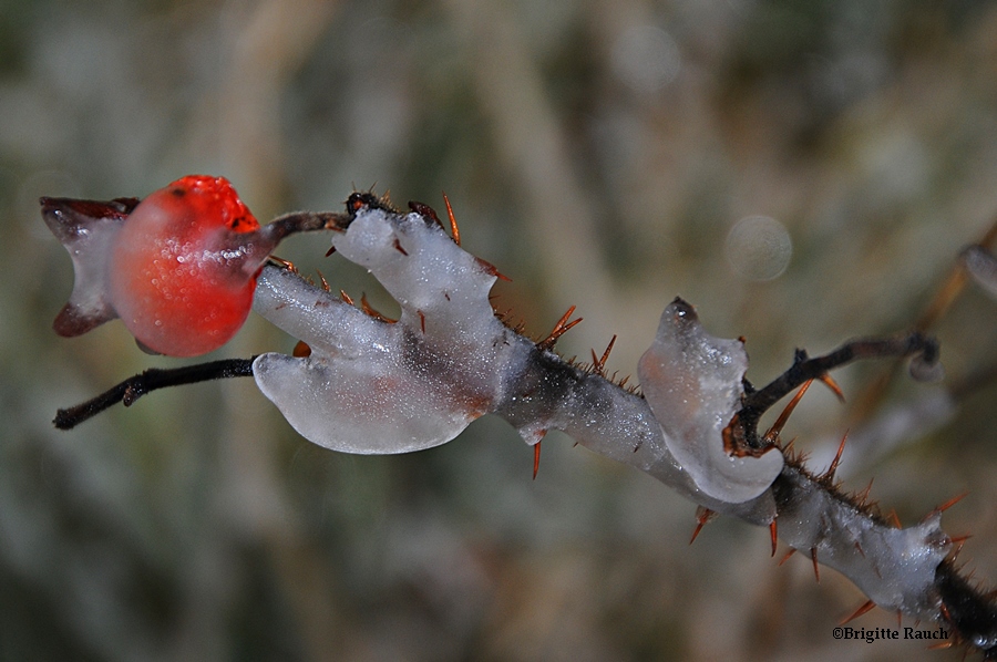 Tschüss Winter