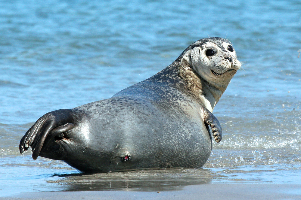 Tschüß_Helgoland