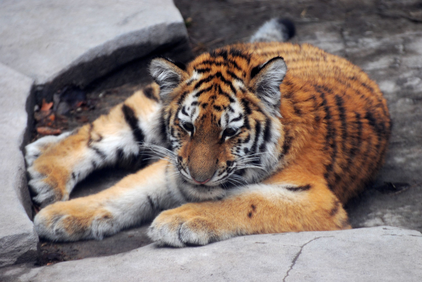 Tschuna die Tiger Dame im Wuppertaler Zoo