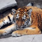 Tschuna die Tiger Dame im Wuppertaler Zoo