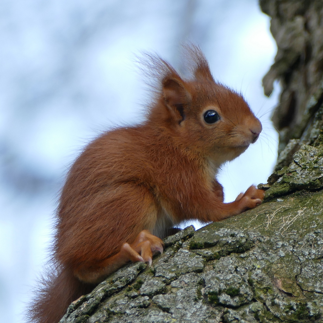 TSE Eichhörnchen (2415) 33mom