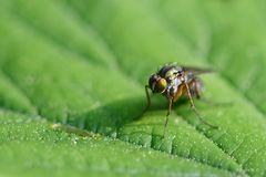 Tsetse-Fliege ?